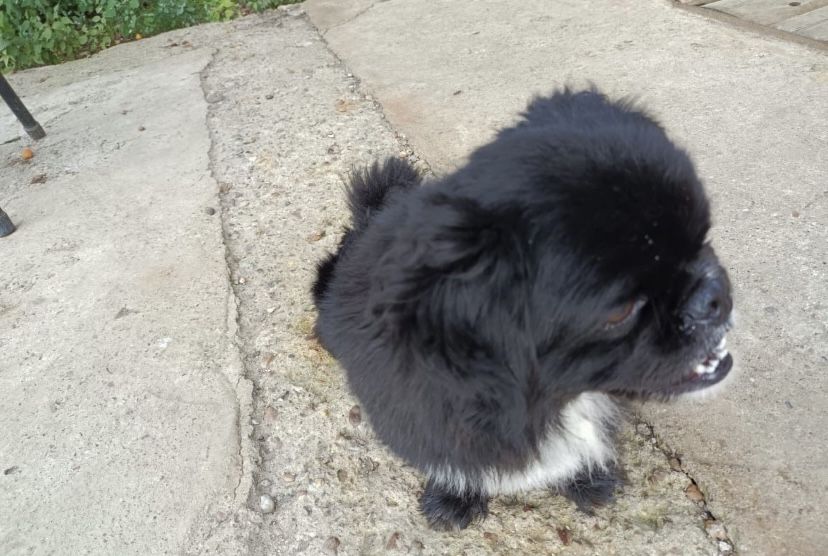 Продадим щенка пекинеса