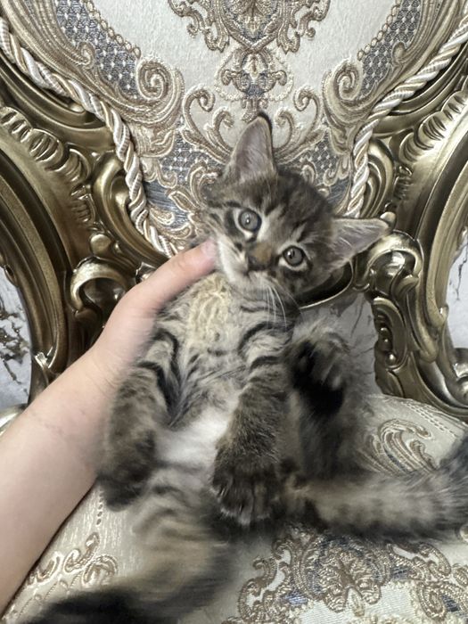 Mushuk bolalari tigr