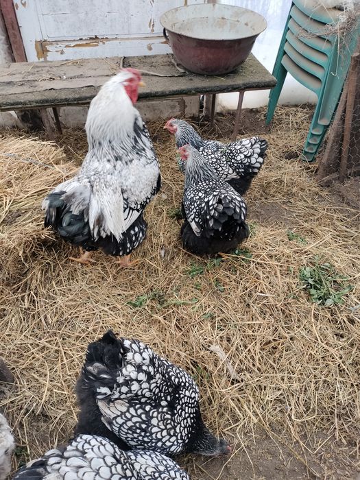 Wyandote argintiu ouă de vânzare