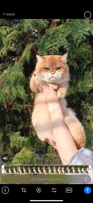 Продается срочно котенок бритаский ay12