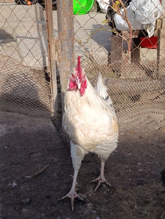 Продаются молодые петушки