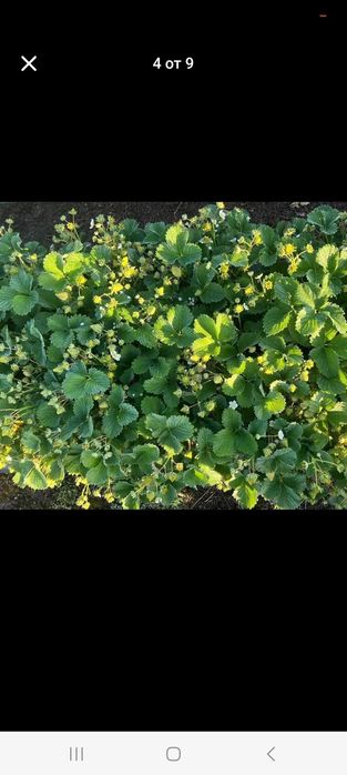 Продавам добре вкоренен разсад корени със уникална корено ва система