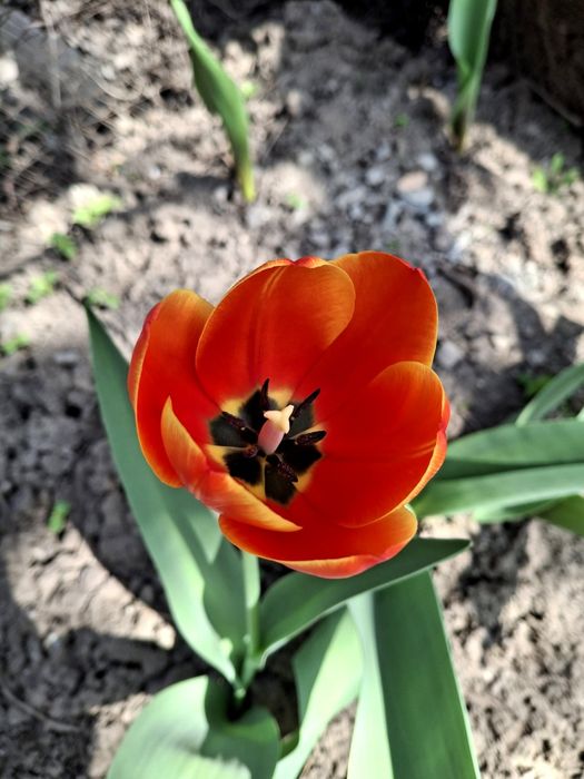 Луковицы тюльпанов. Голландские сорта.