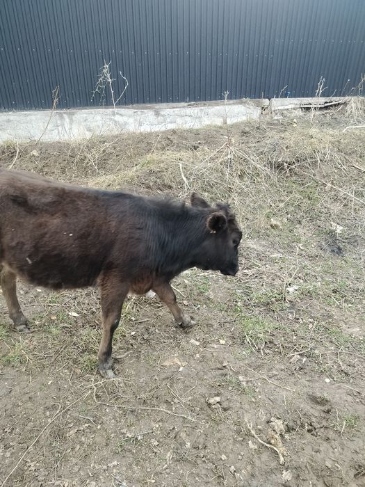 Еки 1 жас бызаулар