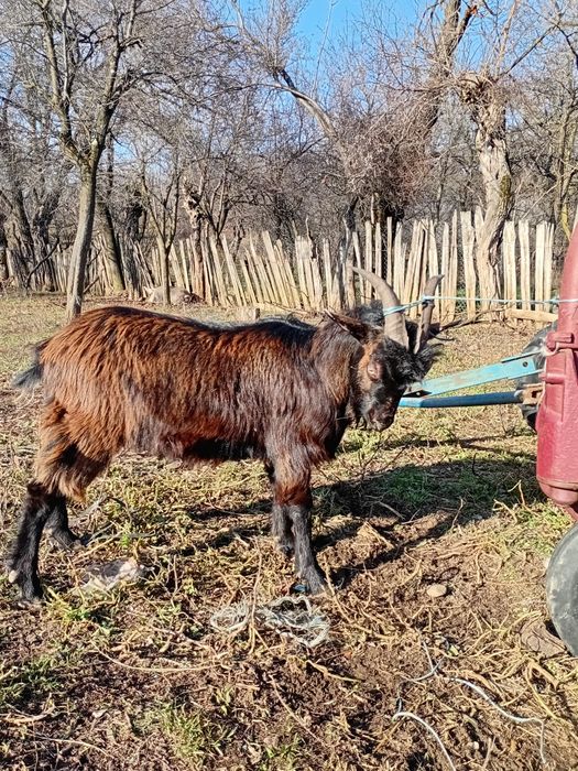 Țap de vanzare !!!