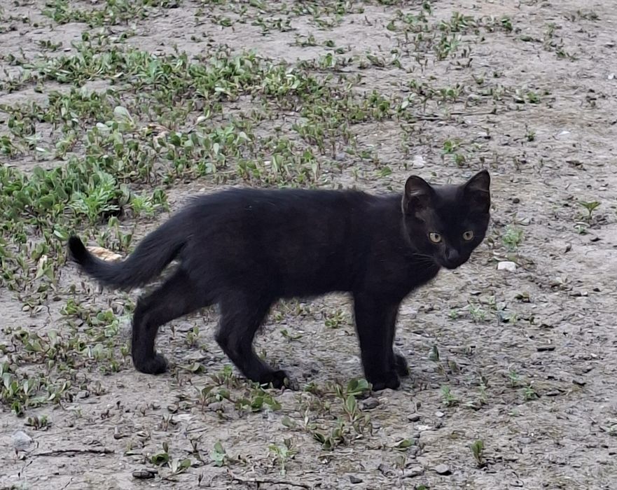 Отдам Котёнка. Мальчик