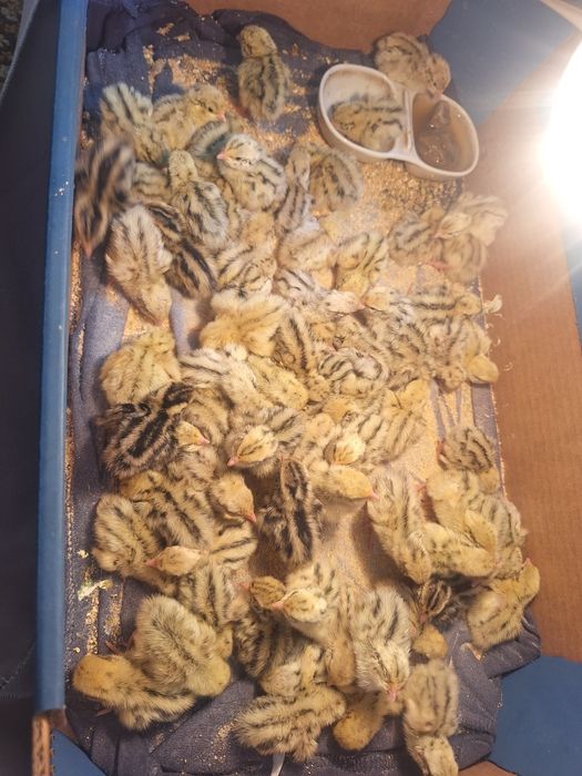 Пъдпъдъци на 10 дни със всички лекарства и ваксини