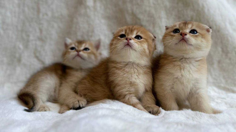 вязка коты Шиншиллы