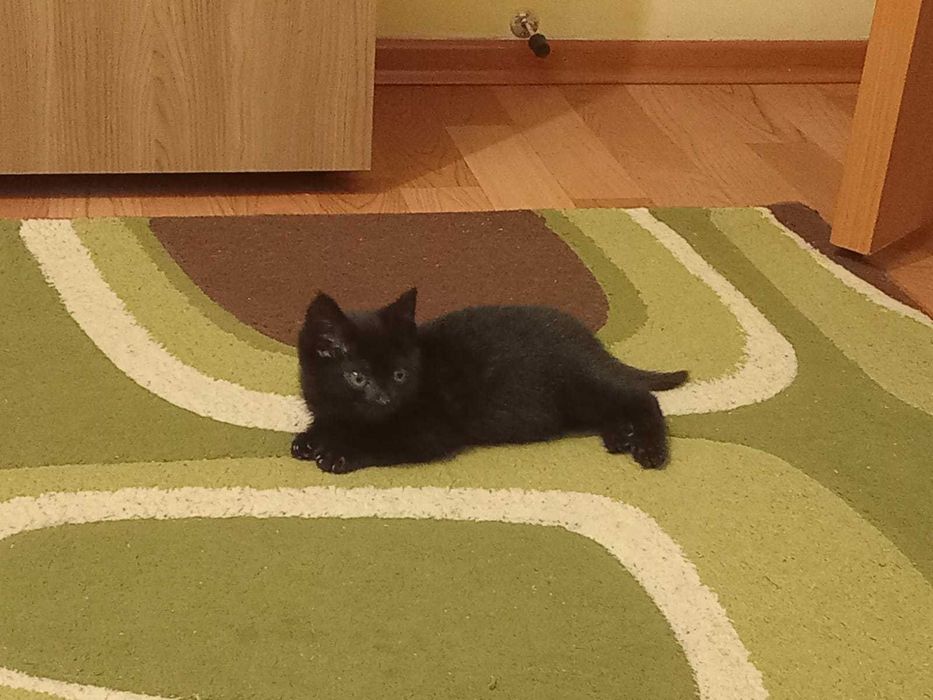 Ищет дом котёнок