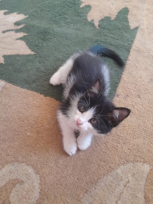 Одам. Катенка хороший руки