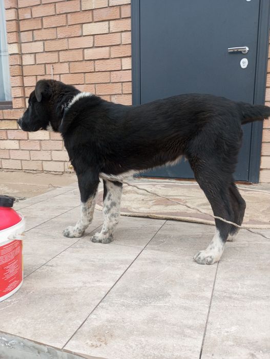 Продается щенок породы алабай