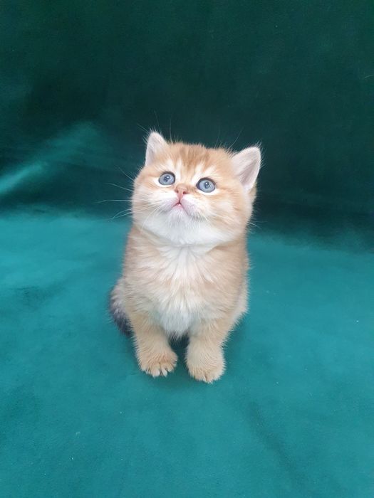 Sotiladi, Britanskiy zolotaya shinshilla