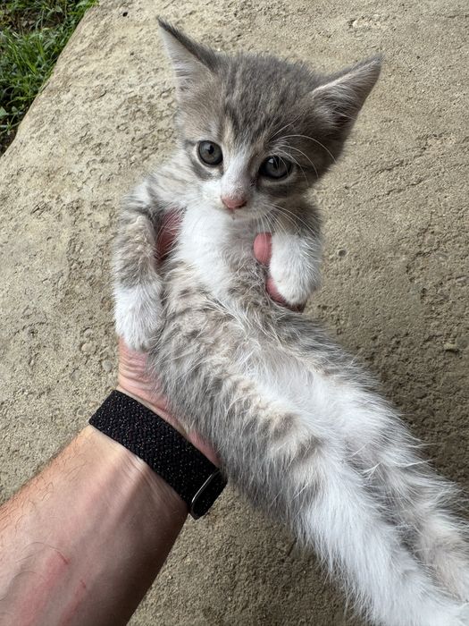 Pisicuțe pentru adopție urgent