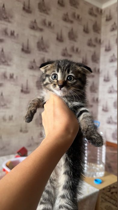 Котенок серый вислоухи
