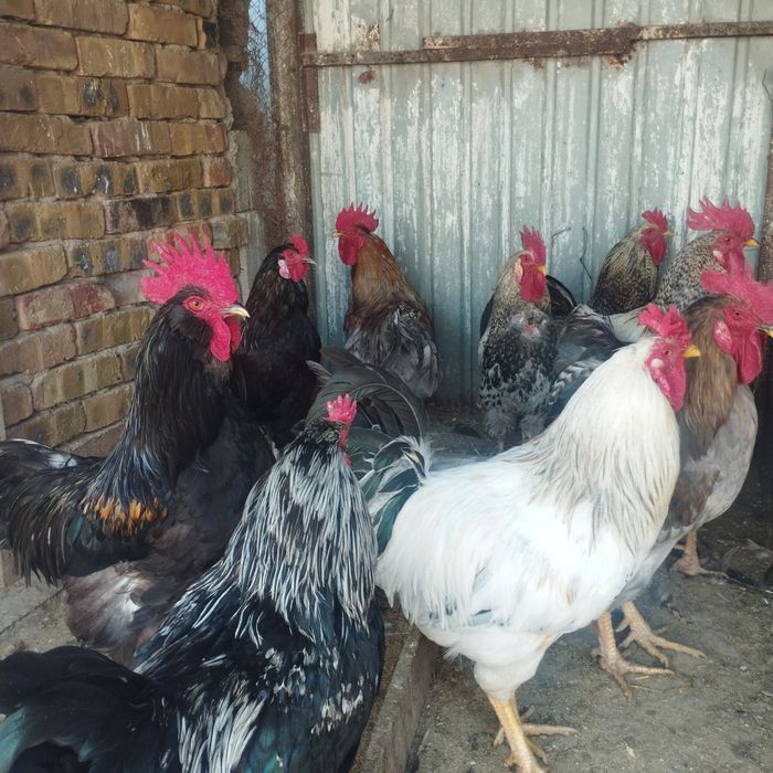 Продам куры домашние