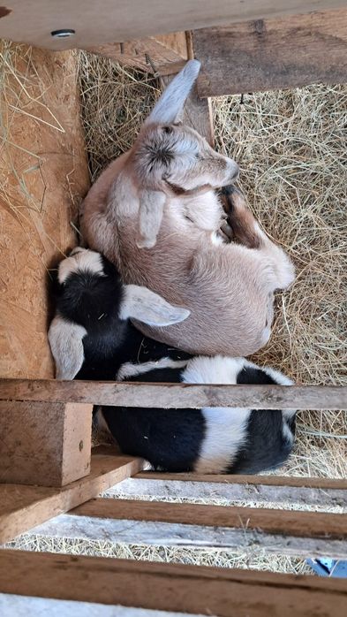 Iezi  capre la a doua și a treia fătare cu câte 2 iezi.