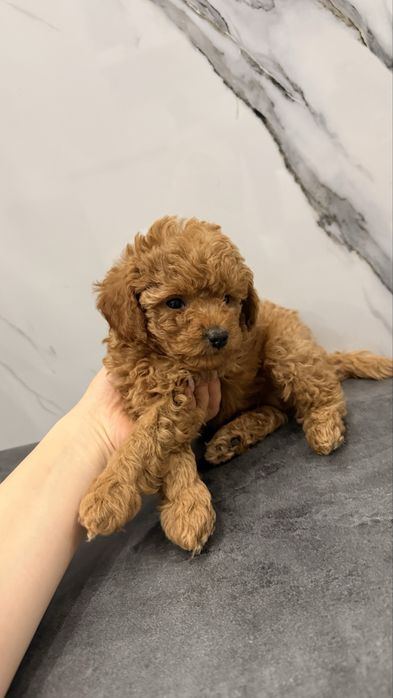 Продаю щенят Пудель Той