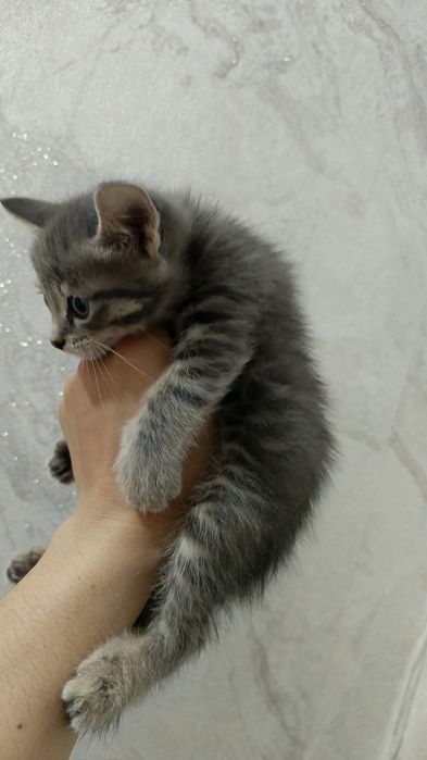 Котик остался один ушки прямые