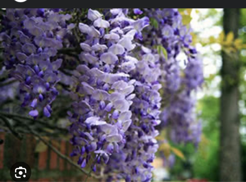 Растение дерева ГЛИЦИНИЯ !!!