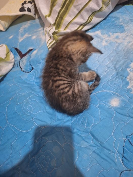 Котёнок мальчик милый