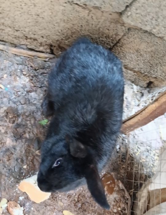 Quyon sotiladi boqiwga goʻwga tayyor boʻgan