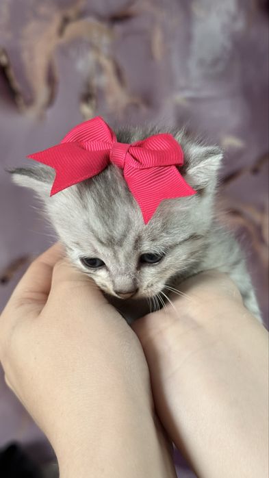 Котята 1 месячный