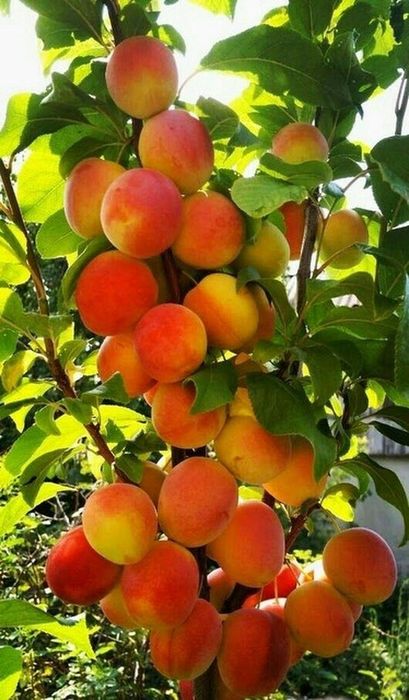 Pomi Fructiferi Columnari (CAIS )