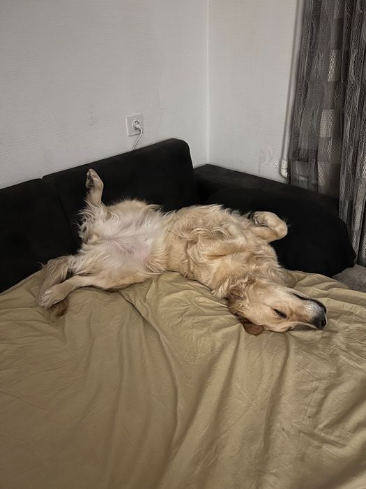 Золотистый Ретривер ищем новый дом