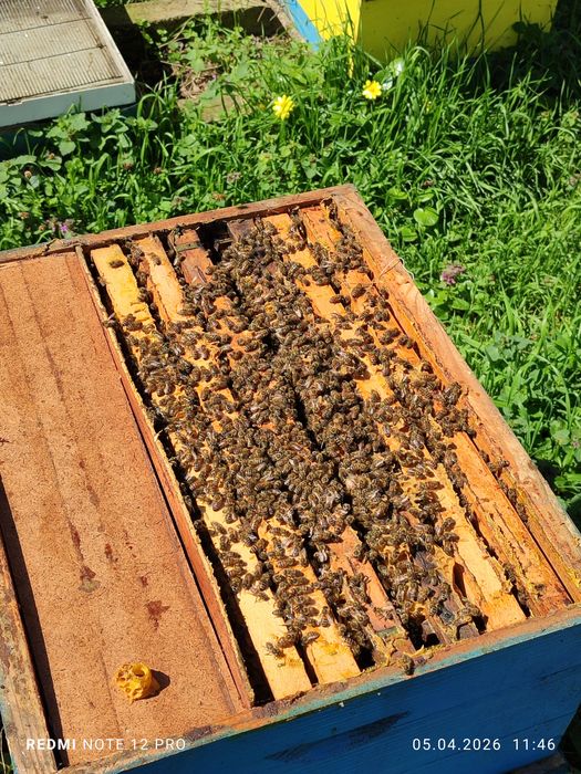 Пчелни семейства без кошери