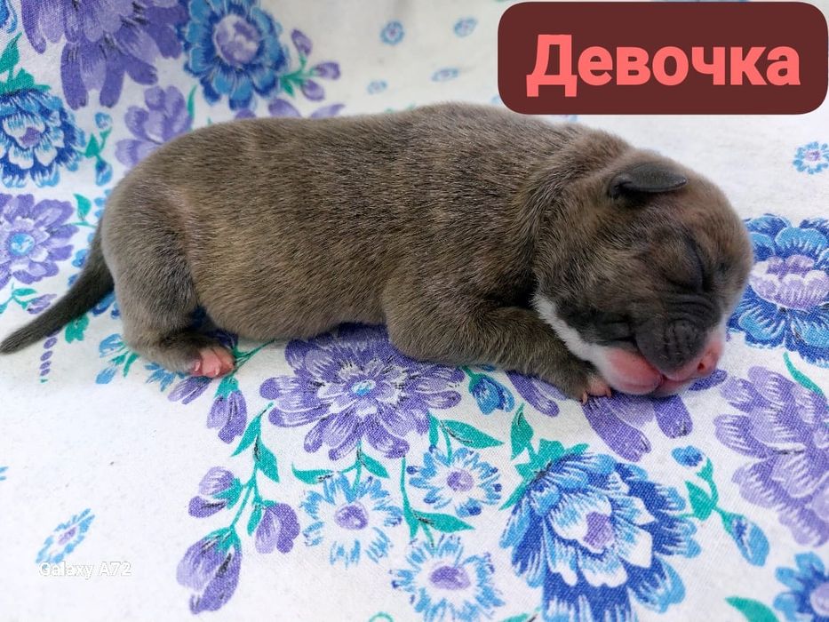 Стаффики к брони