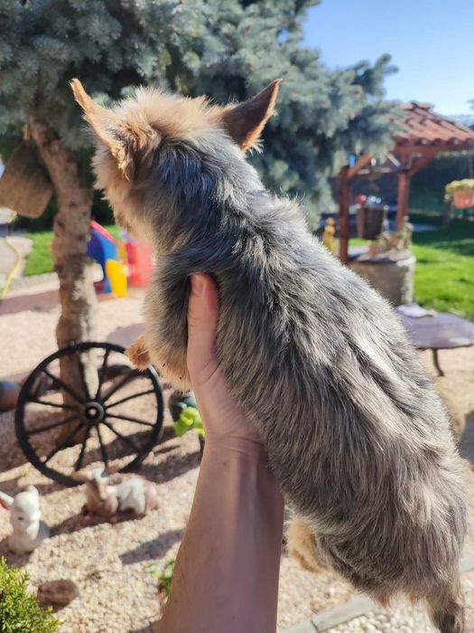 Йоркширски териер мини