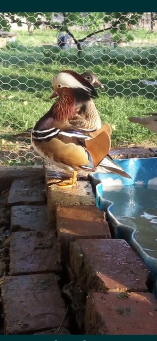 Rațe exotice Mandarine ( pasari de balta/apa mandarin)