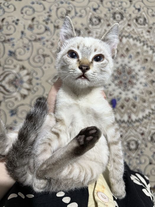 Сиамские котята продается