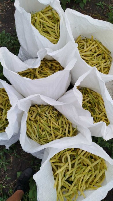 Fasole verde fideluta