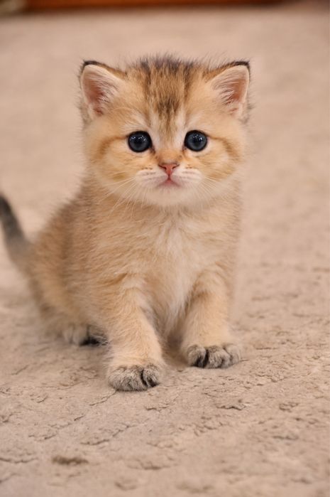 Британские котята