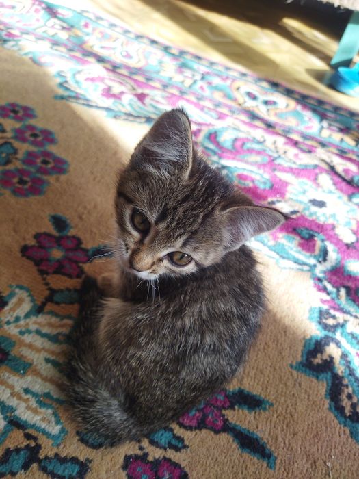 Отдам миленького котёнка :)