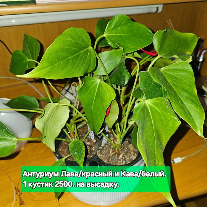 Карликовые антуриумы Бандерола