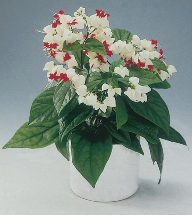 Продам комнатные цветы