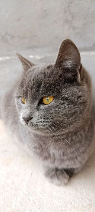 Britaniya kalta yungiga oʻxshaydi