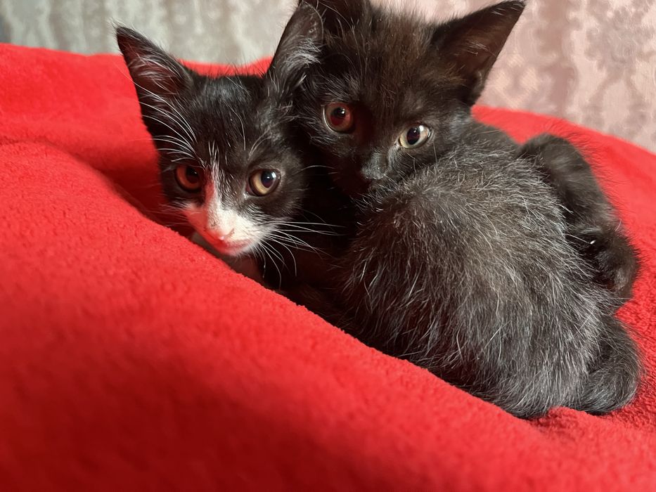 Отдам котят в хорошие руки