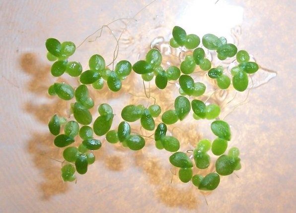 Растение Ряска аквариумная