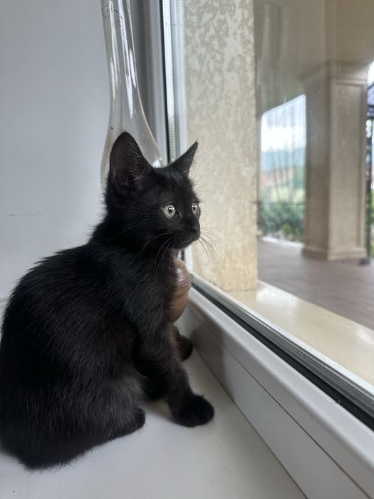 Котёнок девочка окрас черный