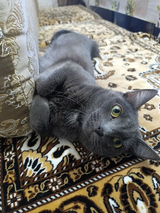Отдам кошку в добрые руки