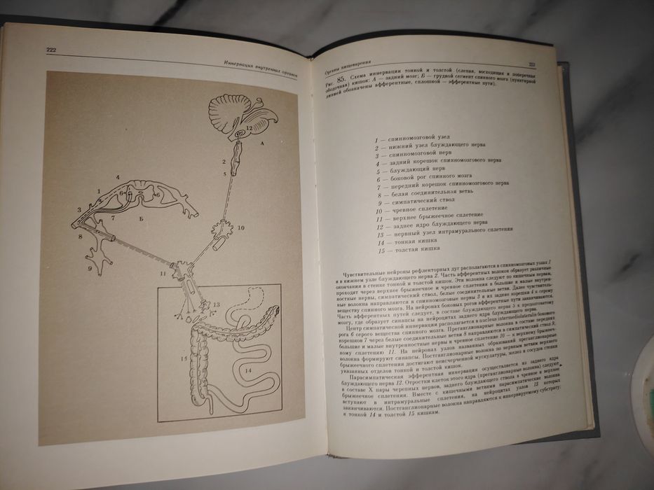 Атлас. Вегетативная нервная система.