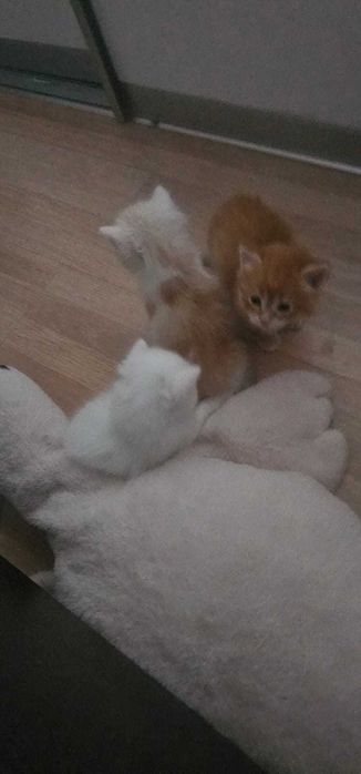Котята породистые