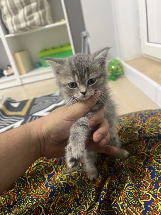 Шотландец скотиш страйт