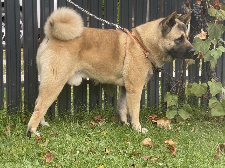 Mascul /American Akita
