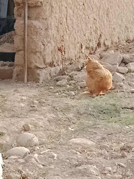 Дамашни, брама товуклар, брама хороз сотилади.