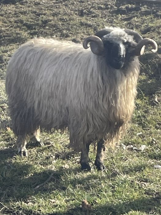 Vand sau schimb berbec