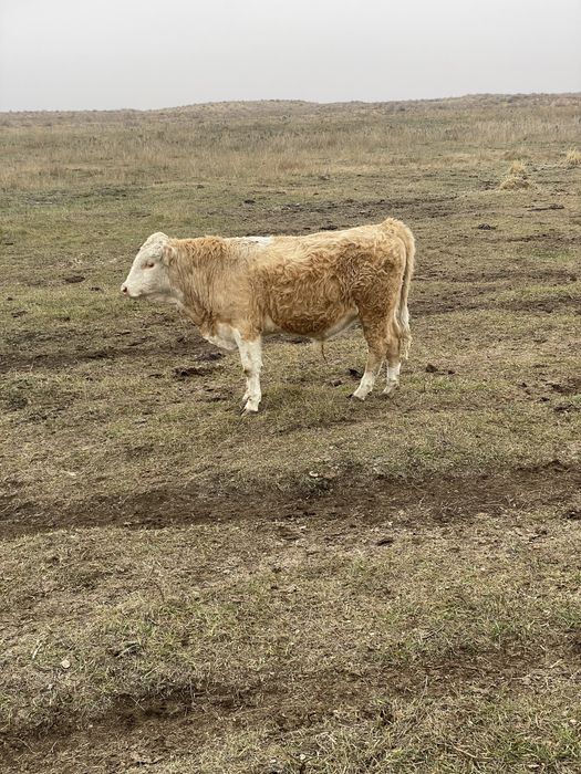 Сиыр Баспак Кашарлар керек